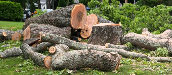 Large Tree Removal in Tulsa