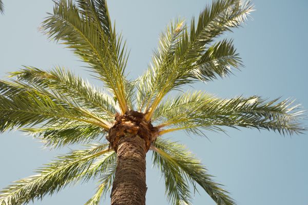 Palm Tree Removal in Tulsa