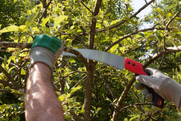 Small Tree Removal in Tulsa