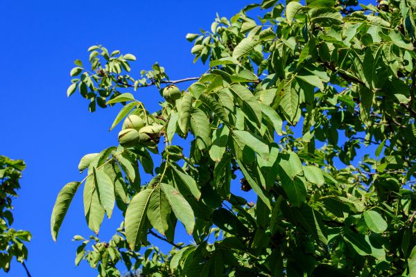 Walnut Tree Removal in Tulsa