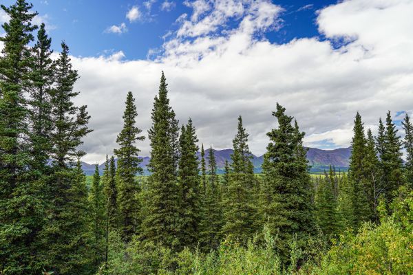 Spruce Tree Removal in Tulsa