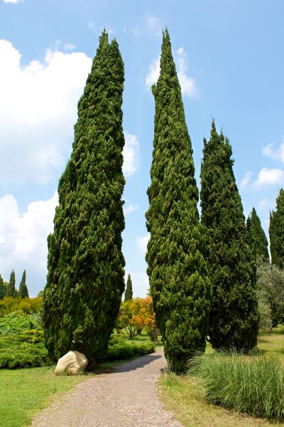 Cypress Tree Removal in Tulsa
