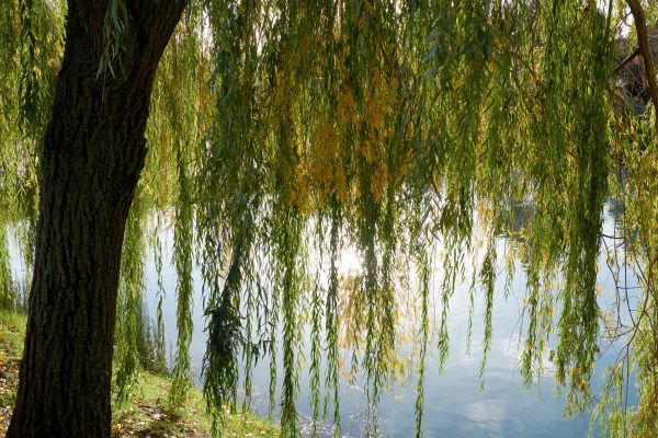 Willow Tree Removal in Tulsa