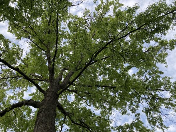 Oak Tree Removal in Tulsa