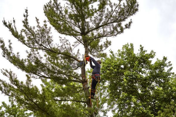Pine Tree Removal in Tulsa