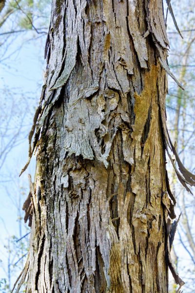 Hickory Tree Removal in Tulsa