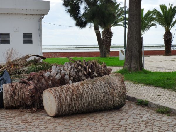 Palm Trees Removal in Tulsa