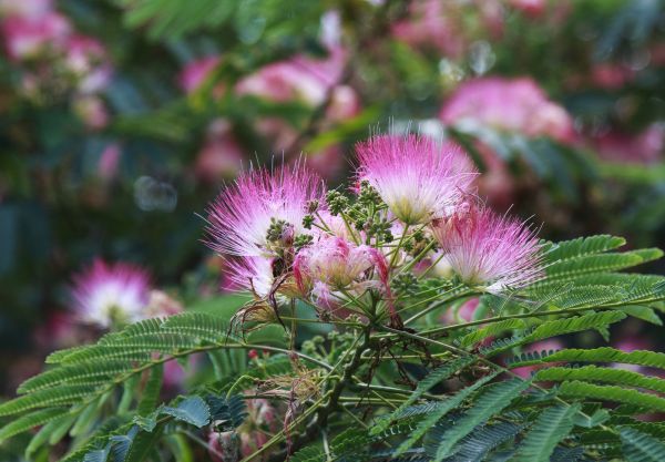 Mimosa Tree Removal in Tulsa