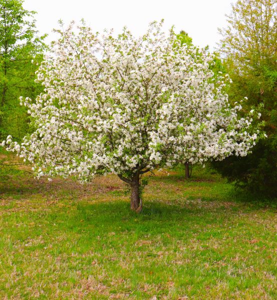 Dogwood Tree Removal in Tulsa