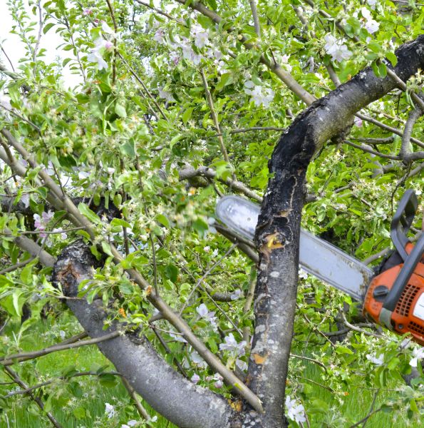Apple Tree Removal in Tulsa