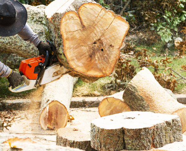 Tree Removal Service in Tulsa