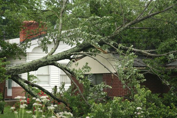 Emergency Tree Removal in Tulsa