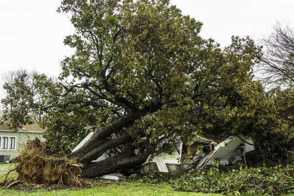 Fallen Tree Removal in Tulsa