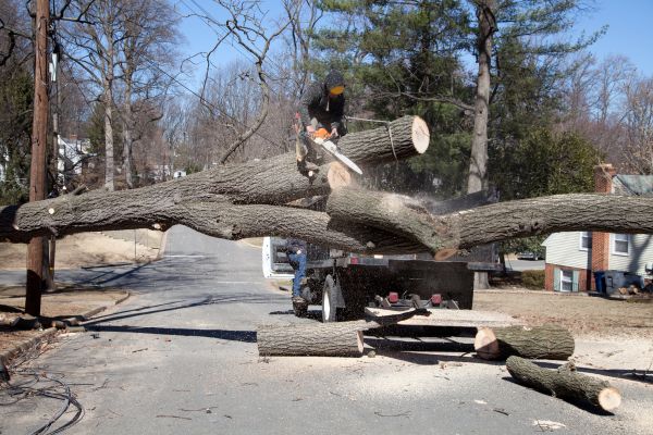 Residential Tree Removal in Tulsa
