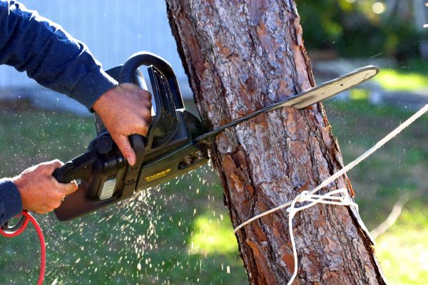 Dead Tree Removal in Tulsa