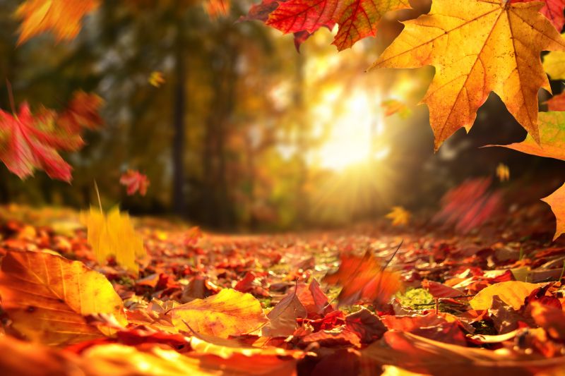 Composting Leaves