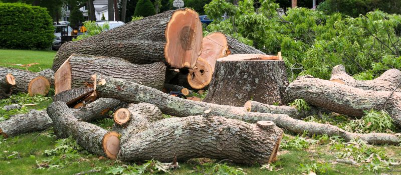 Tree Dismantling Process