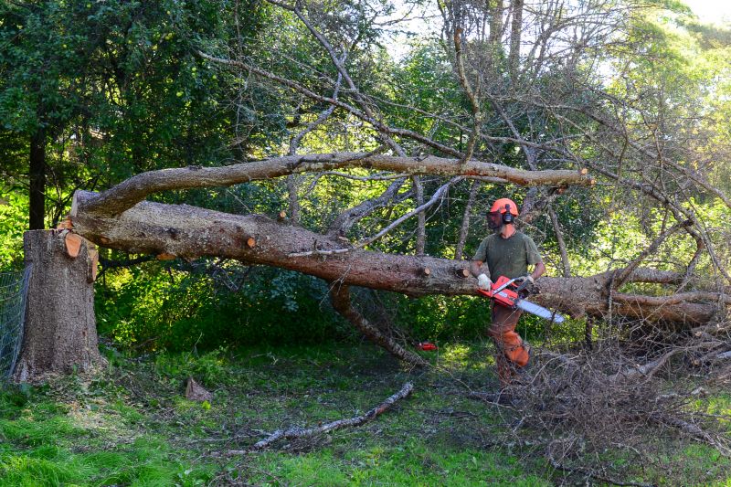 Safe Tree Removal