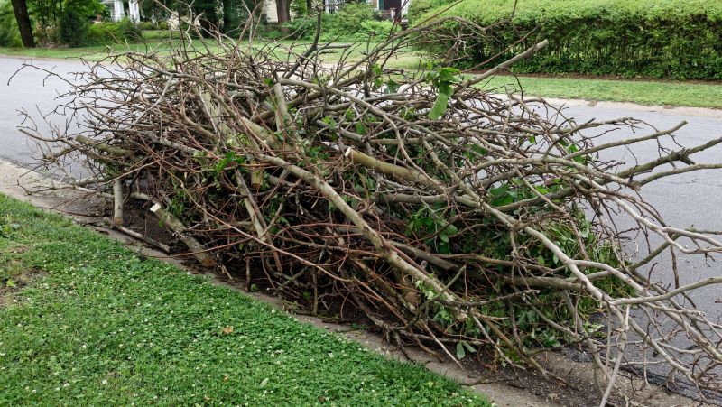 Hickory Tree Removal