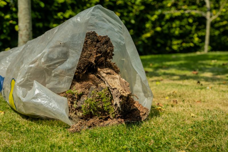 Mimosa Tree Removal