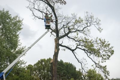 Tree Health Inspection