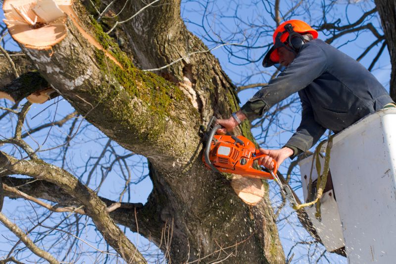 Healthy Tree Assessment
