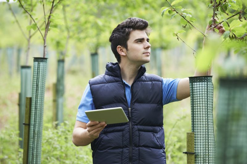 Tree Health Assessments